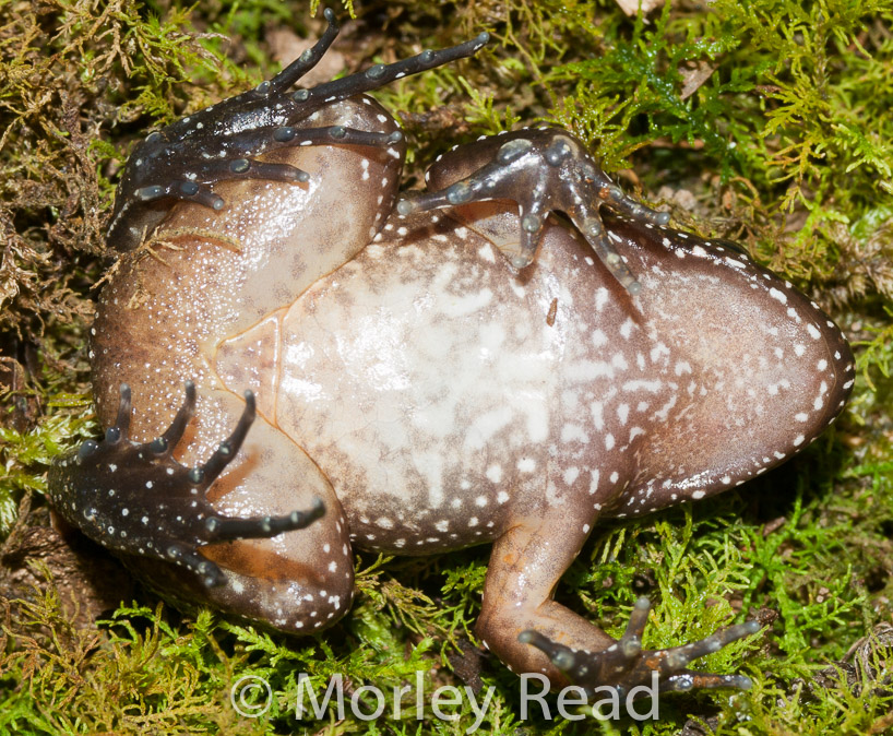 Leptodactylus ventrimaculatus