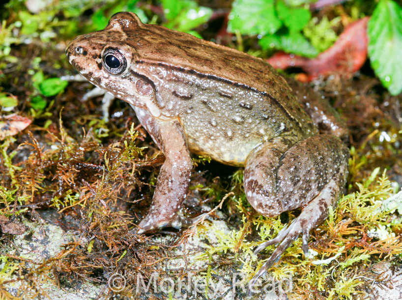 Leptodactylus ventrimaculatus