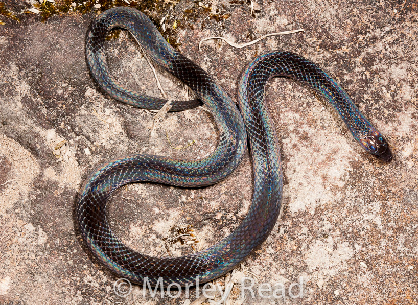 Atractus dunni
