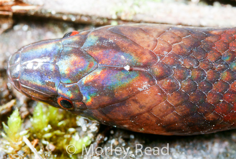 Atractus dunni