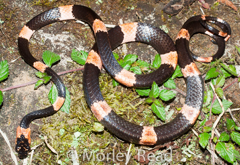 Dipsas gracilis