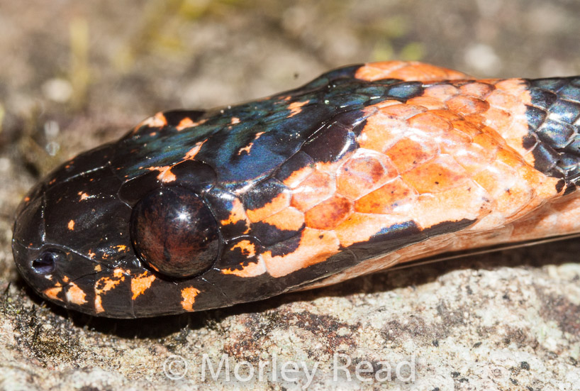 Dipsas gracilis