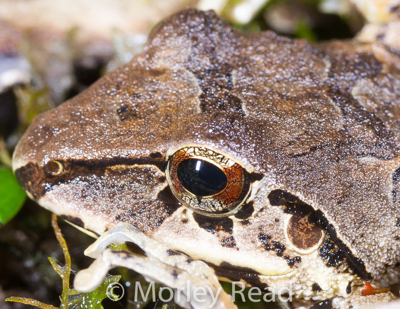 Pristimantis actites