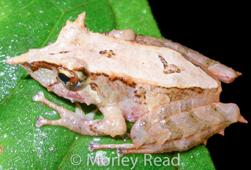 Pristimantis appendiculatus