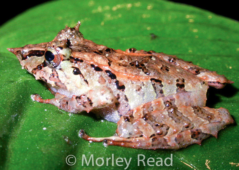 Pristimantis appendiculatus
