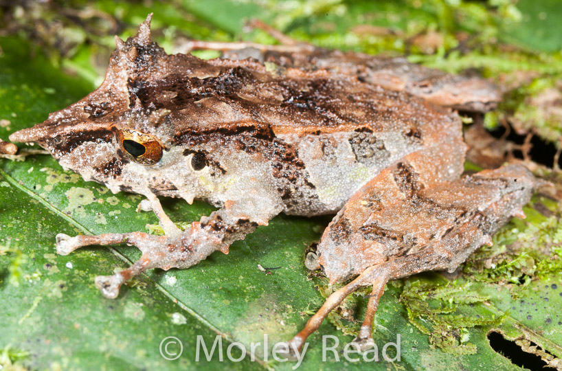 Pristimantis appendiculatus