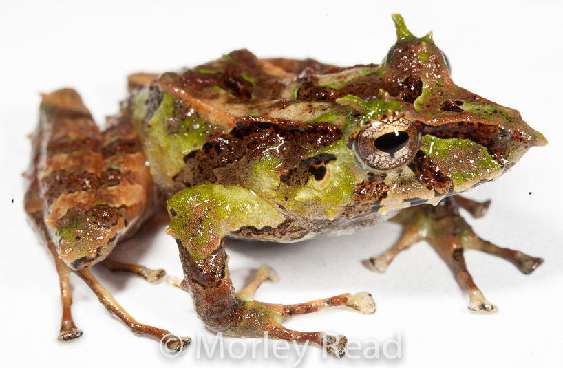 Pristimantis appendiculatus