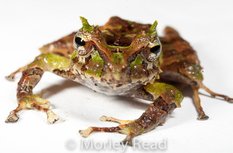 Pristimantis appendiculatus