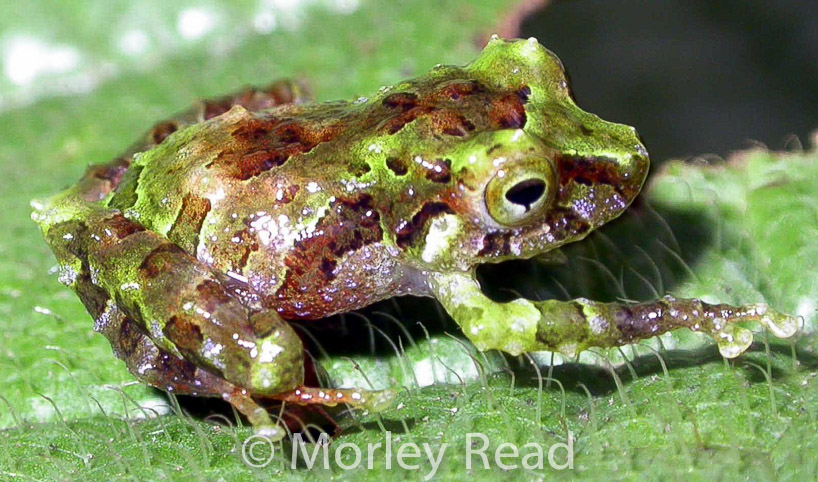 Pristimantis crucifer