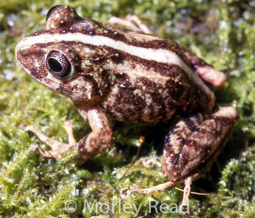 Pristimantis duellmani 