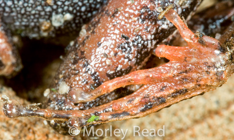Pristimantis hectus