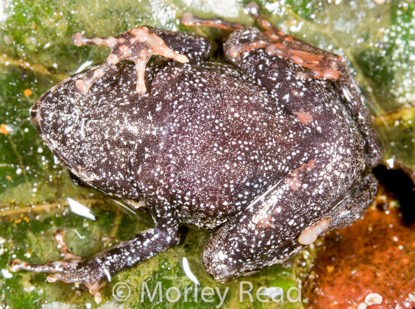 Pristimantis hectus