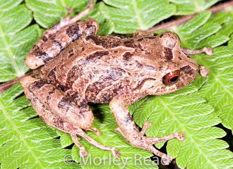 Pristimantis romanorum