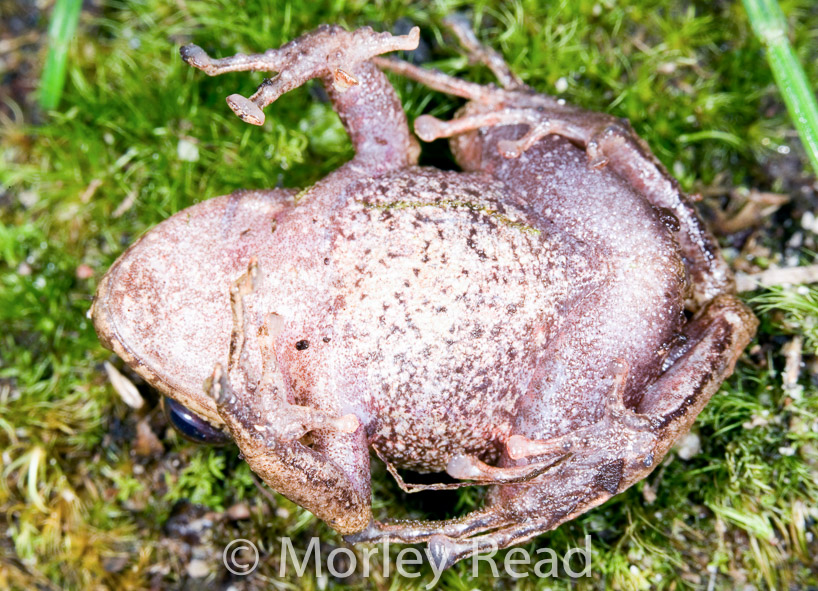 Pristimantis romanorum