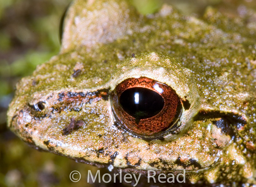 Pristimantis romanorum