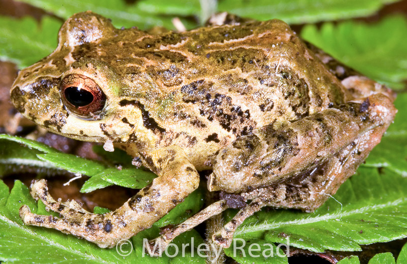 Pristimantis romanorum