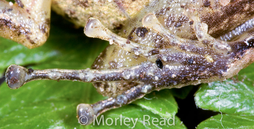Pristimantis romanorum