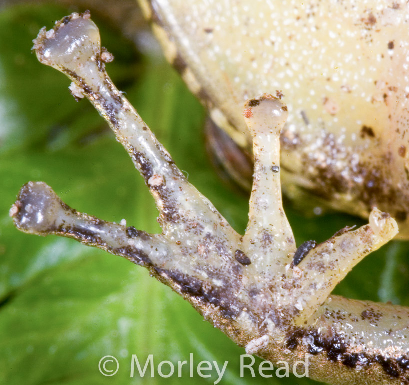 Pristimantis romanorum