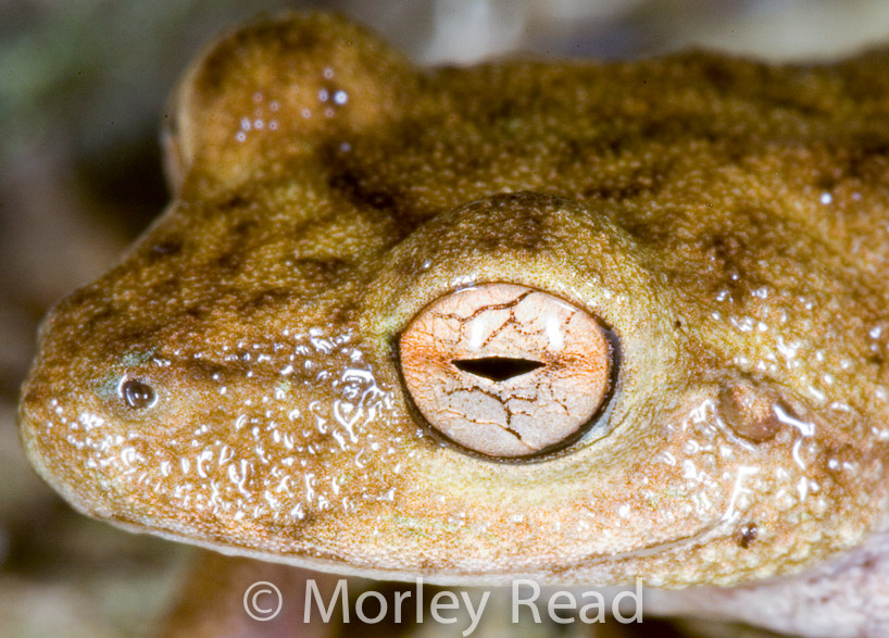 Pristimantis sp. 1