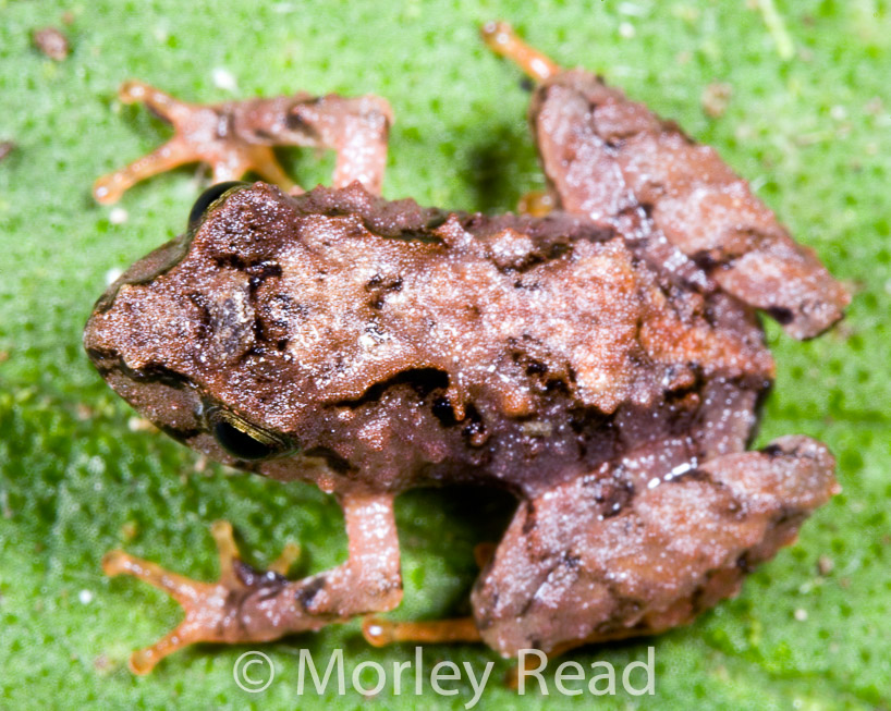 Pristimantis sp. 2