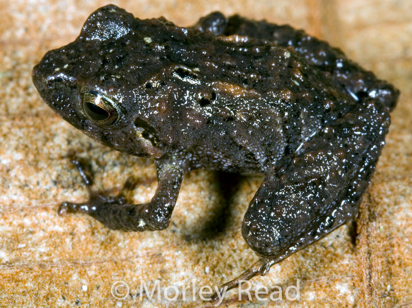 Pristimantis sp. 2