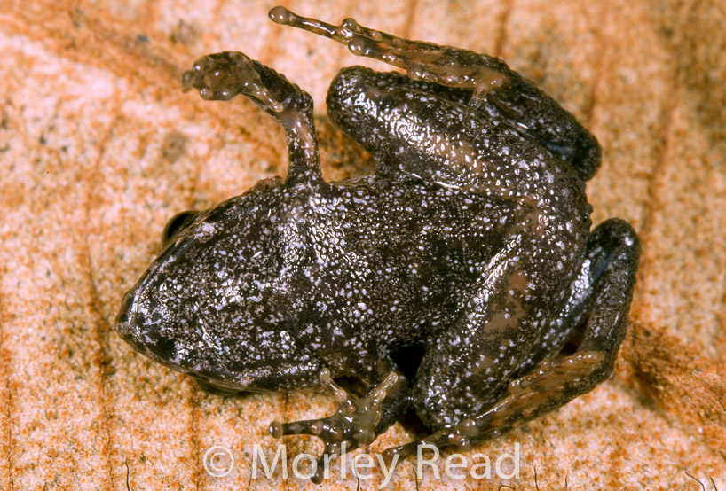 Pristimantis sp. 2