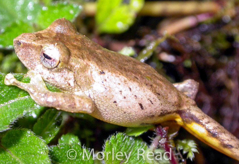 Pristimantis sp. 4