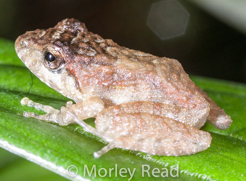 Pristimantis sp. 5