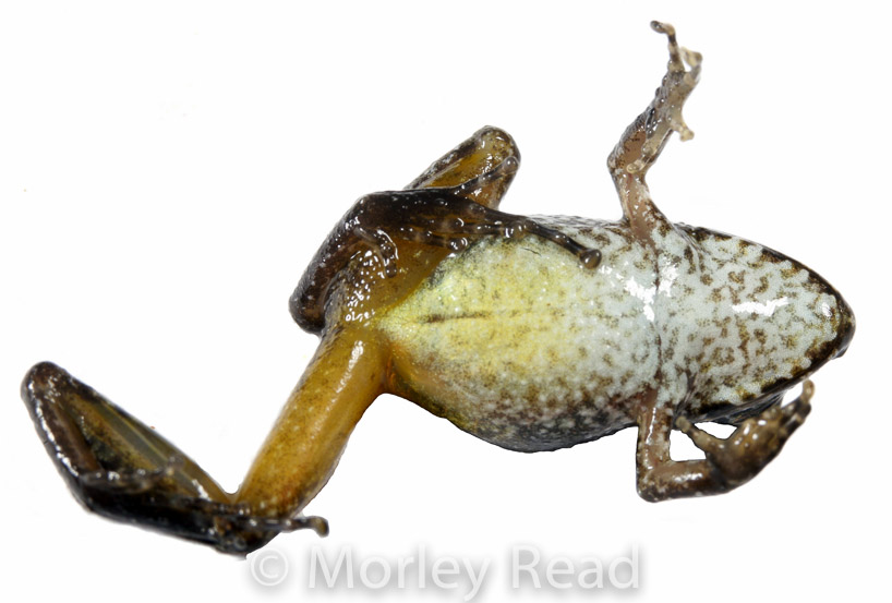 Pristimantis sp. 5