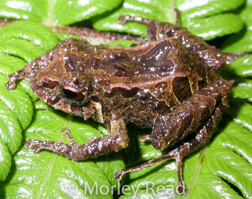 Pristimantis verecundus