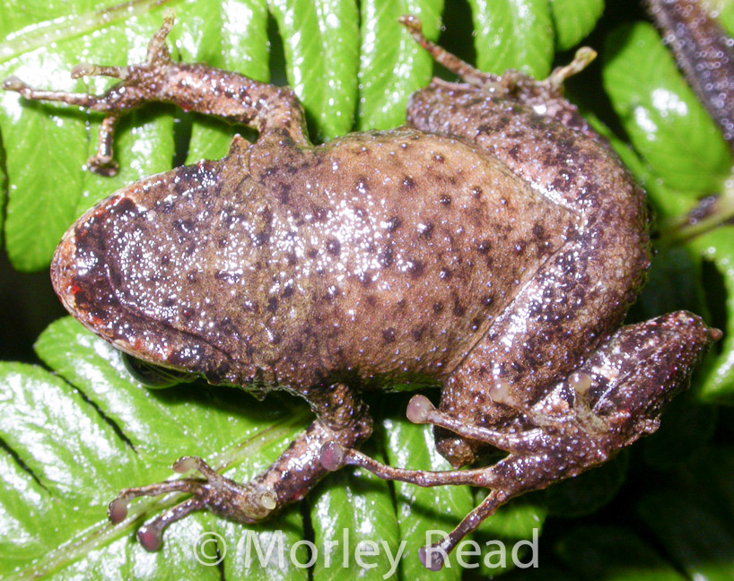 Pristimantis verecundus