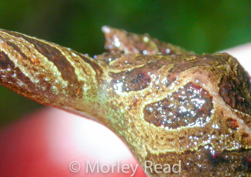 Pristimantis verecundus