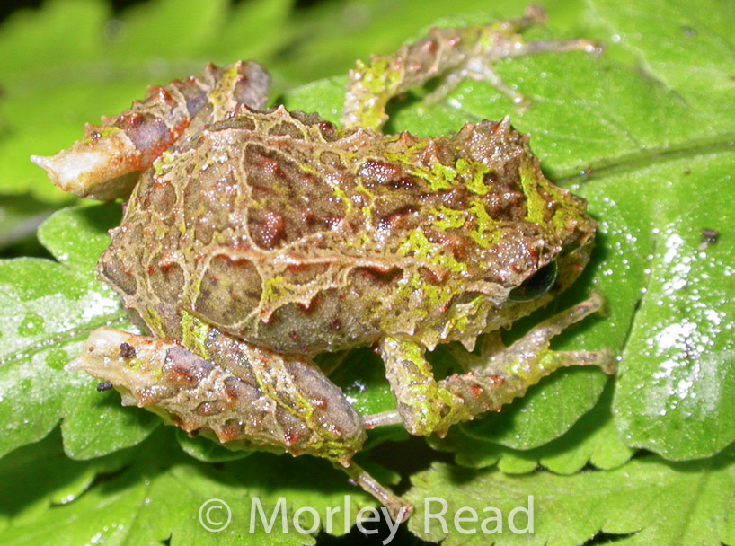 Pristimantis verecundus