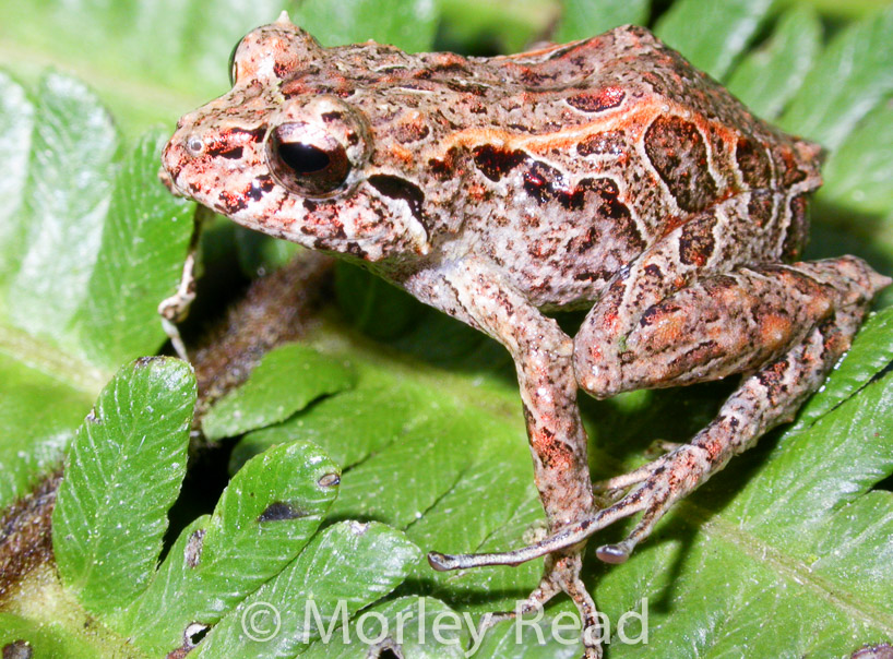 Pristimantis verecundus