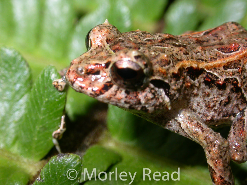 Pristimantis verecundus