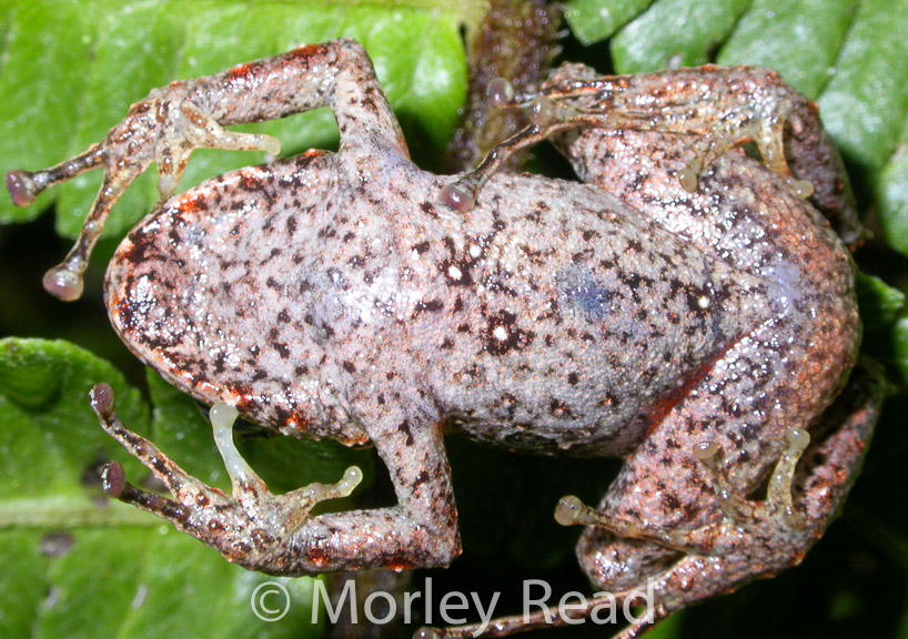 Pristimantis verecundus