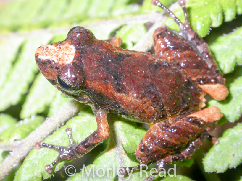 Pristimantis walkeri