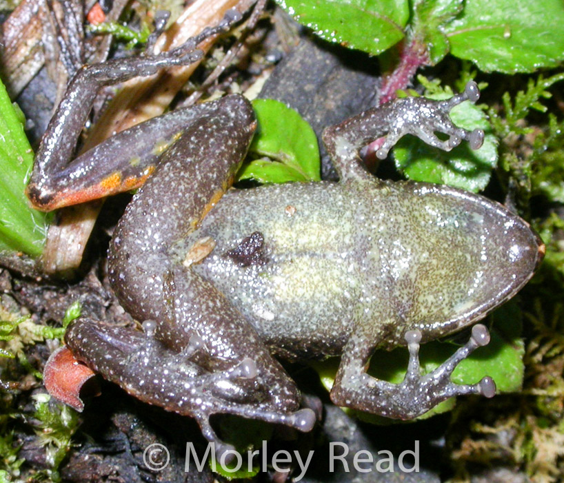 Pristimantis walkeri