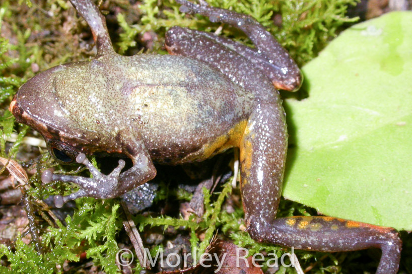 Pristimantis walkeri