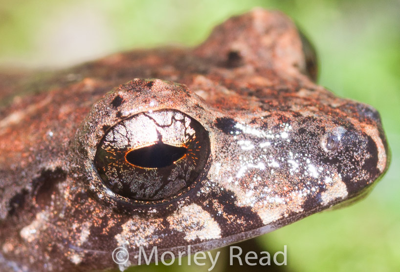 Pristimantis walkeri
