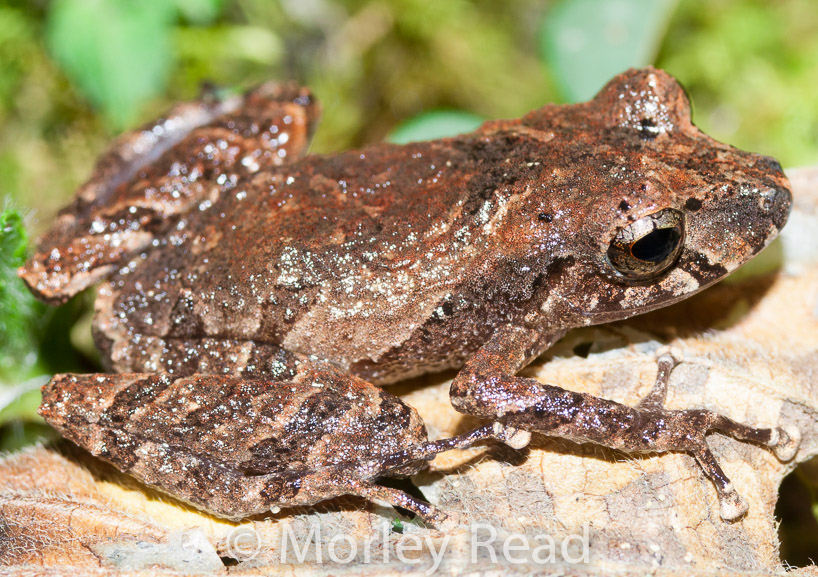 Pristimantis walkeri