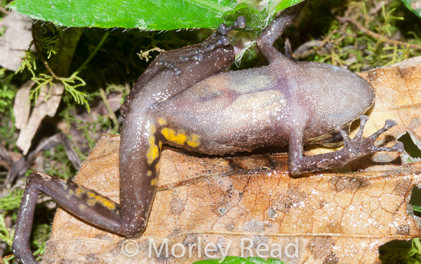 Pristimantis walkeri