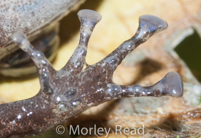 Pristimantis walkeri
