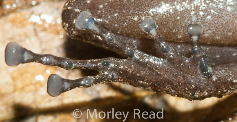 Pristimantis walkeri