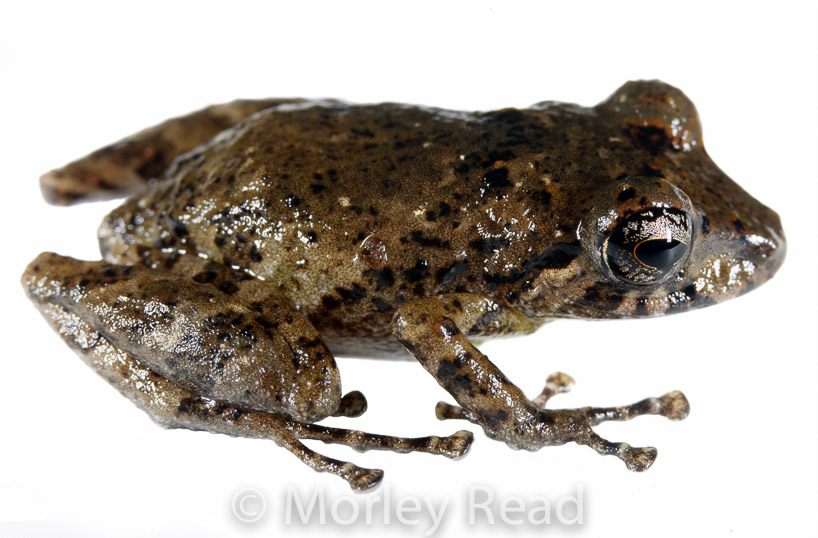 Pristimantis walkeri