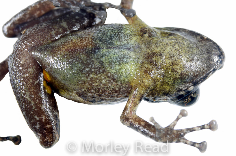 Pristimantis walkeri