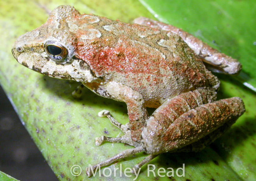 Pristimantis w-nigrum