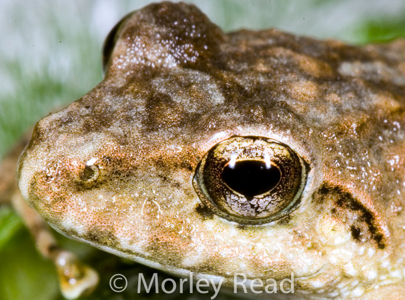 Pristimantis w-nigrum