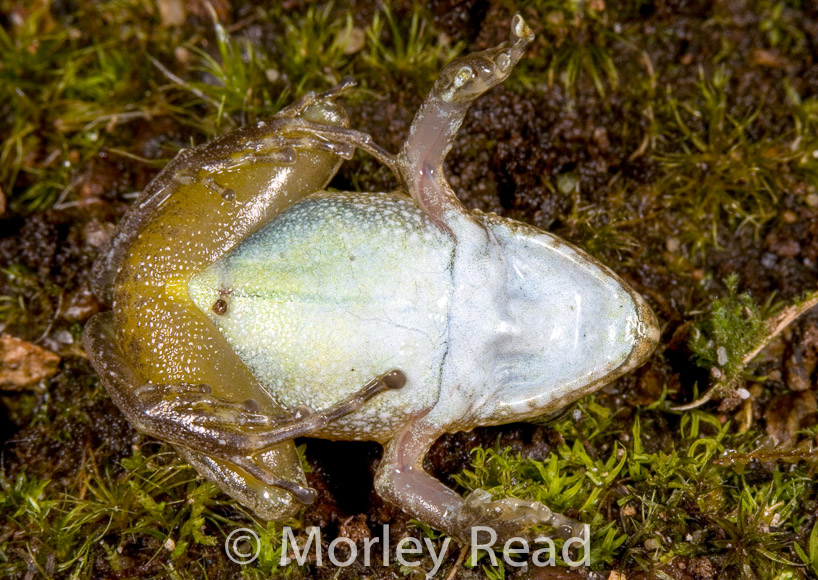 Pristimantis w-nigrum
