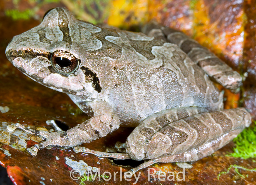 Pristimantis w-nigrum